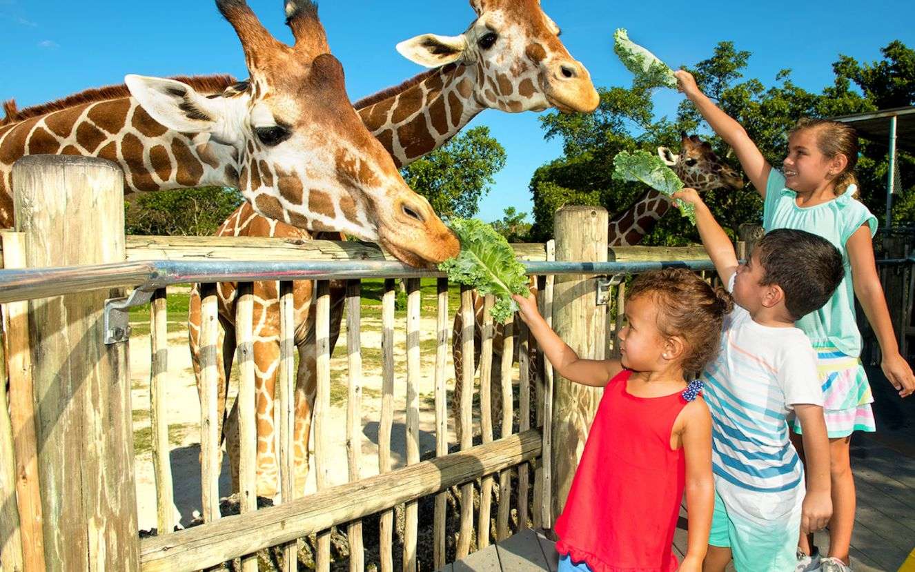 zoo safari miami