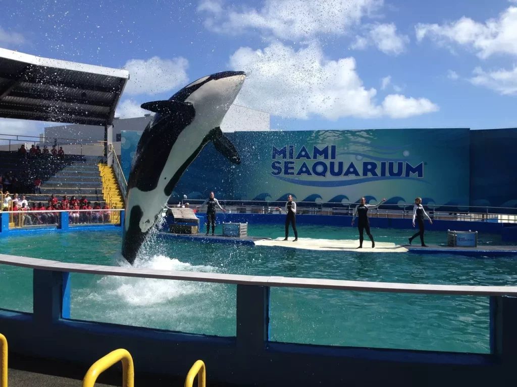 Diviertete en el Seaquarium de Miami